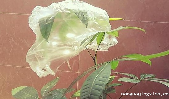 【涨知识】青岛塑料袋的妙处!